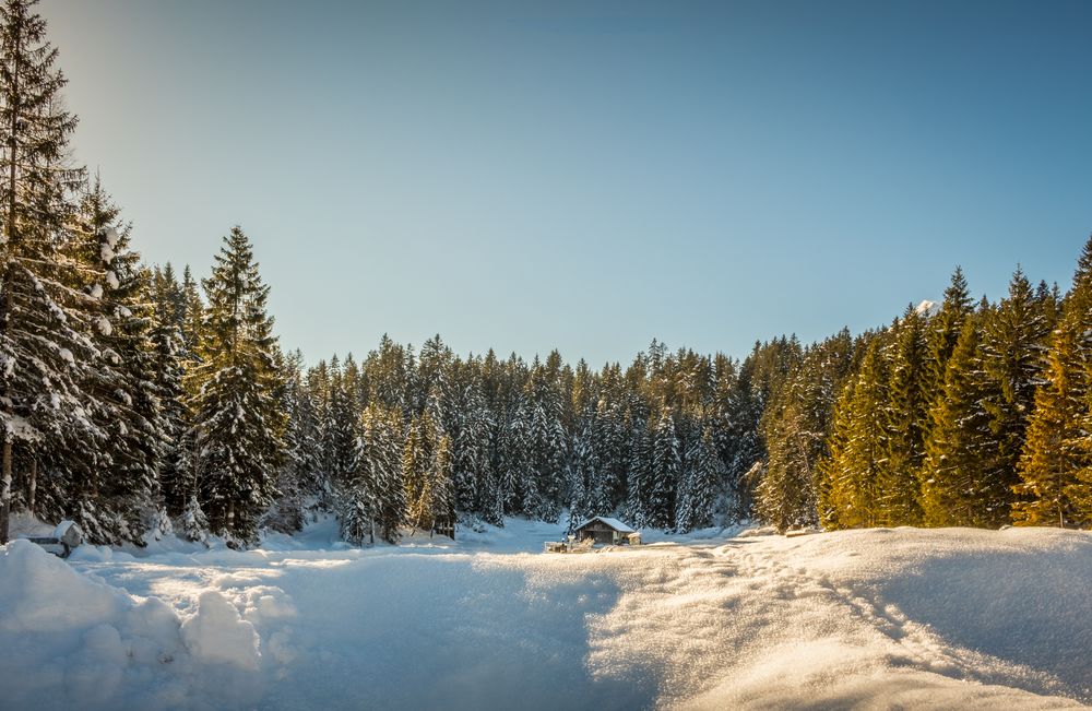 Nice happy tree and its friends