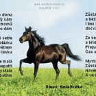 nice horse´s poem