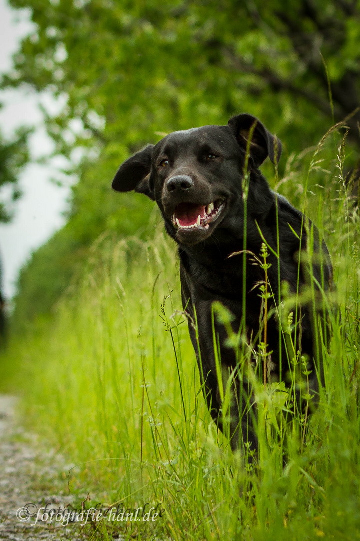 Nice Labrador...