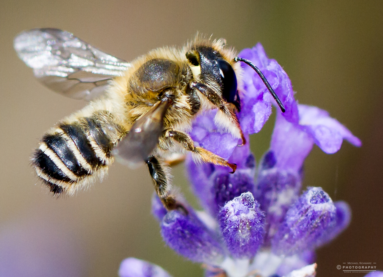 Nice leaf cutter megachile bee