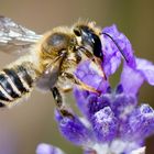 Nice leaf cutter megachile bee