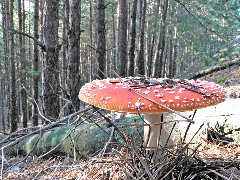 nice mushroom