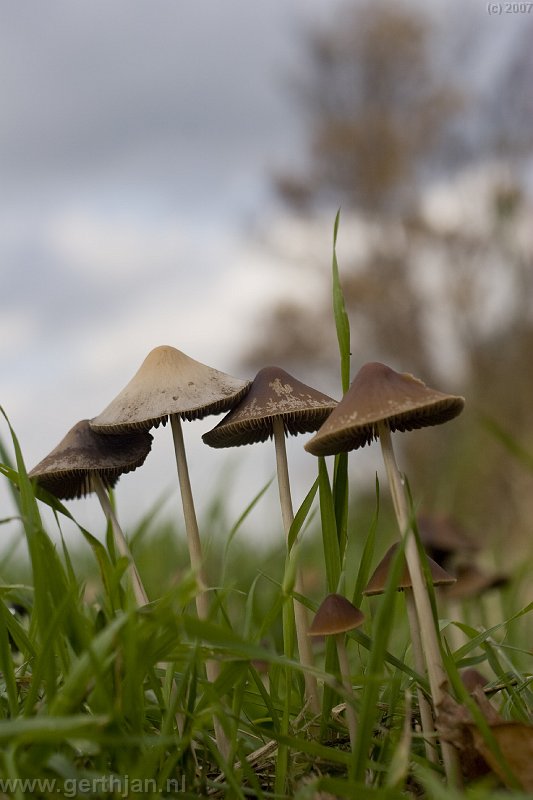 Nice scene with fungi in the front and trees in the back