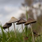 Nice scene with fungi in the front and trees in the back