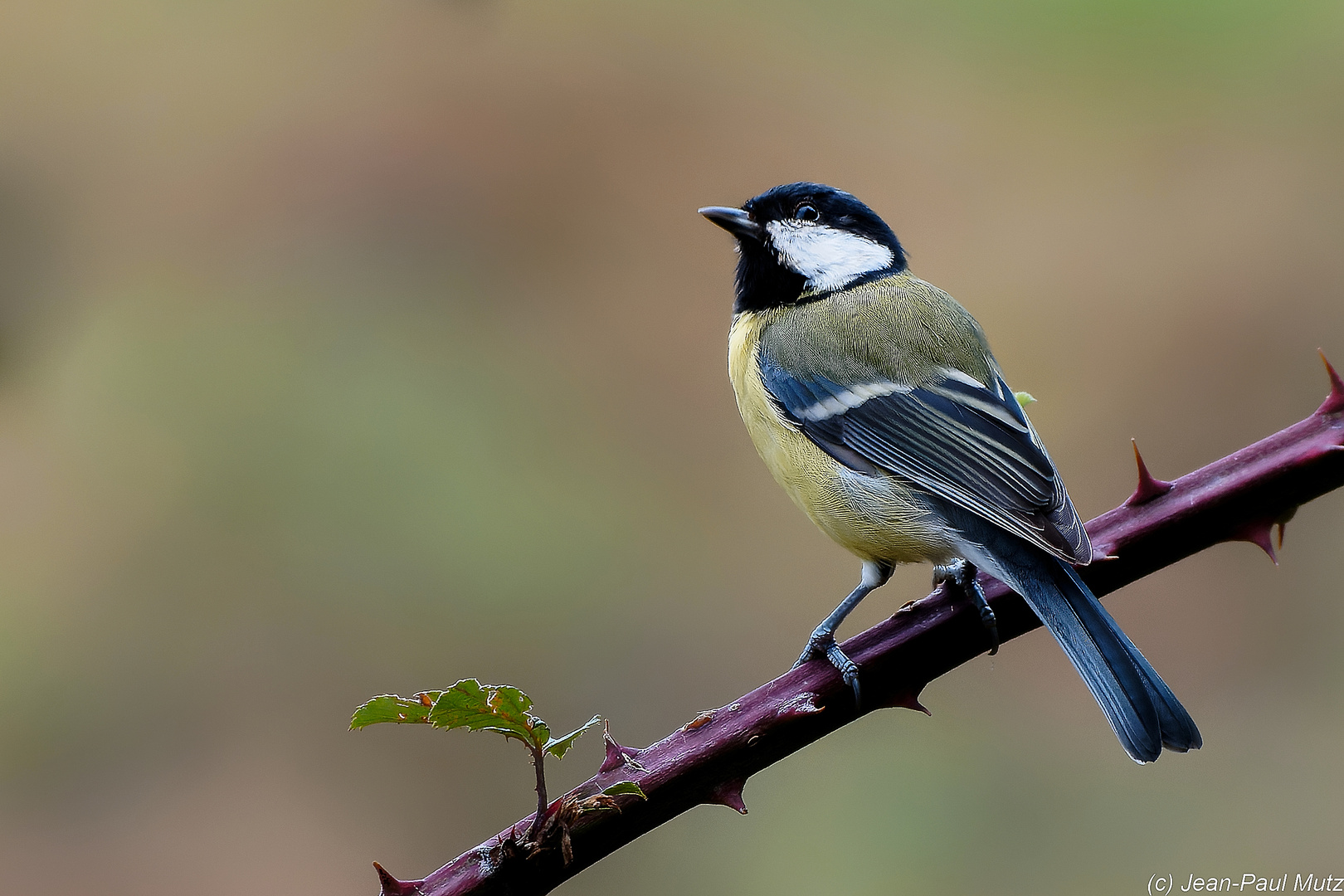 Nice to meet you, Great Tit