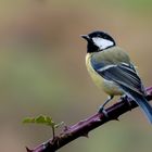 Nice to meet you, Great Tit