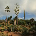 Nice trees at the garden