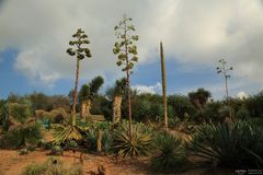 Nice trees at the garden