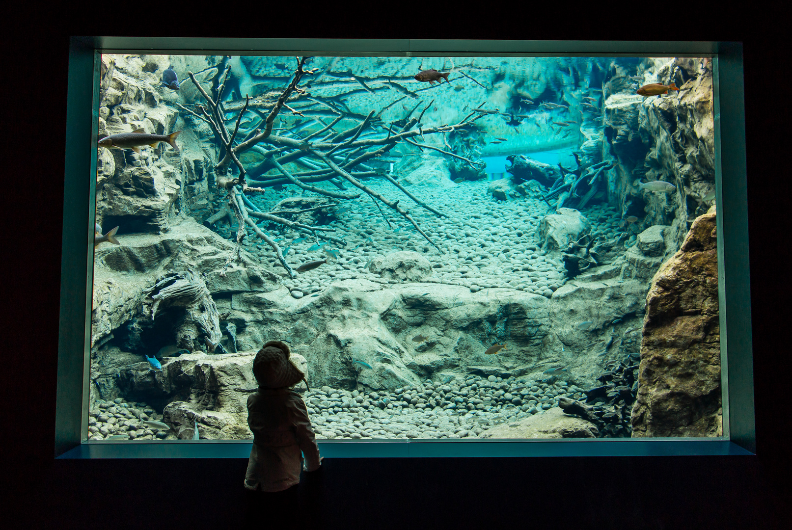 NIce underwater view in Innsbruck Zoo :)