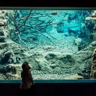 NIce underwater view in Innsbruck Zoo :)