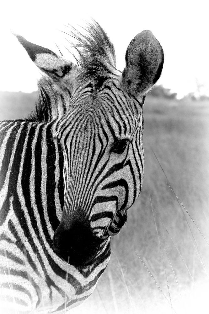 Nice Zebra