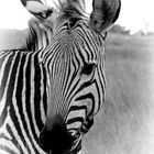 Nice Zebra