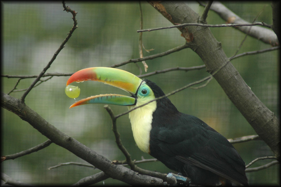 Nicely coloured Tucan