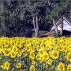 Nichée dans les tournesols