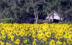 Nichée dans les tournesols