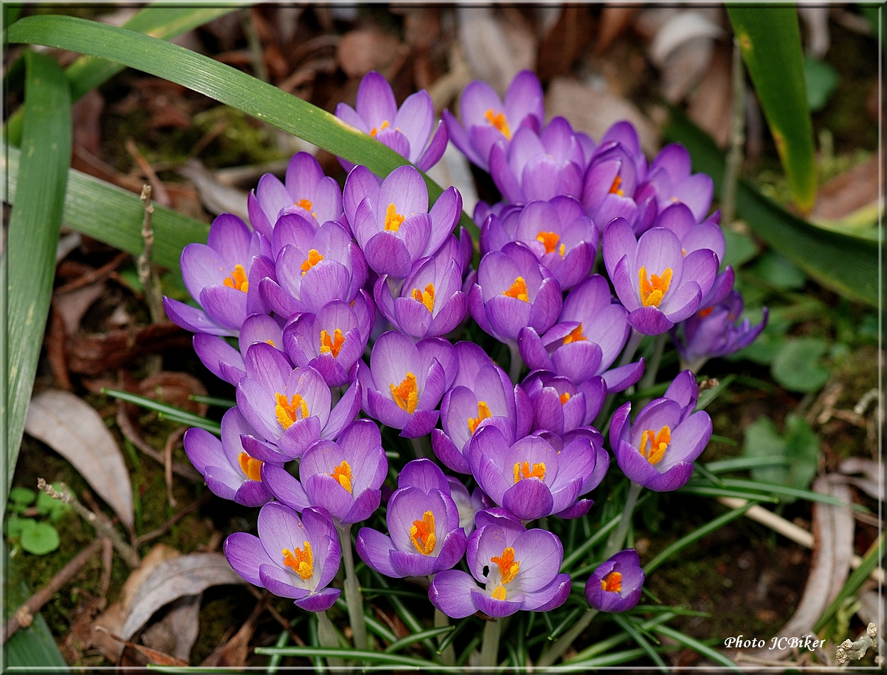 Nichée de Crocus