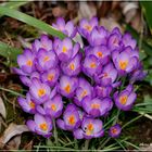 Nichée de Crocus