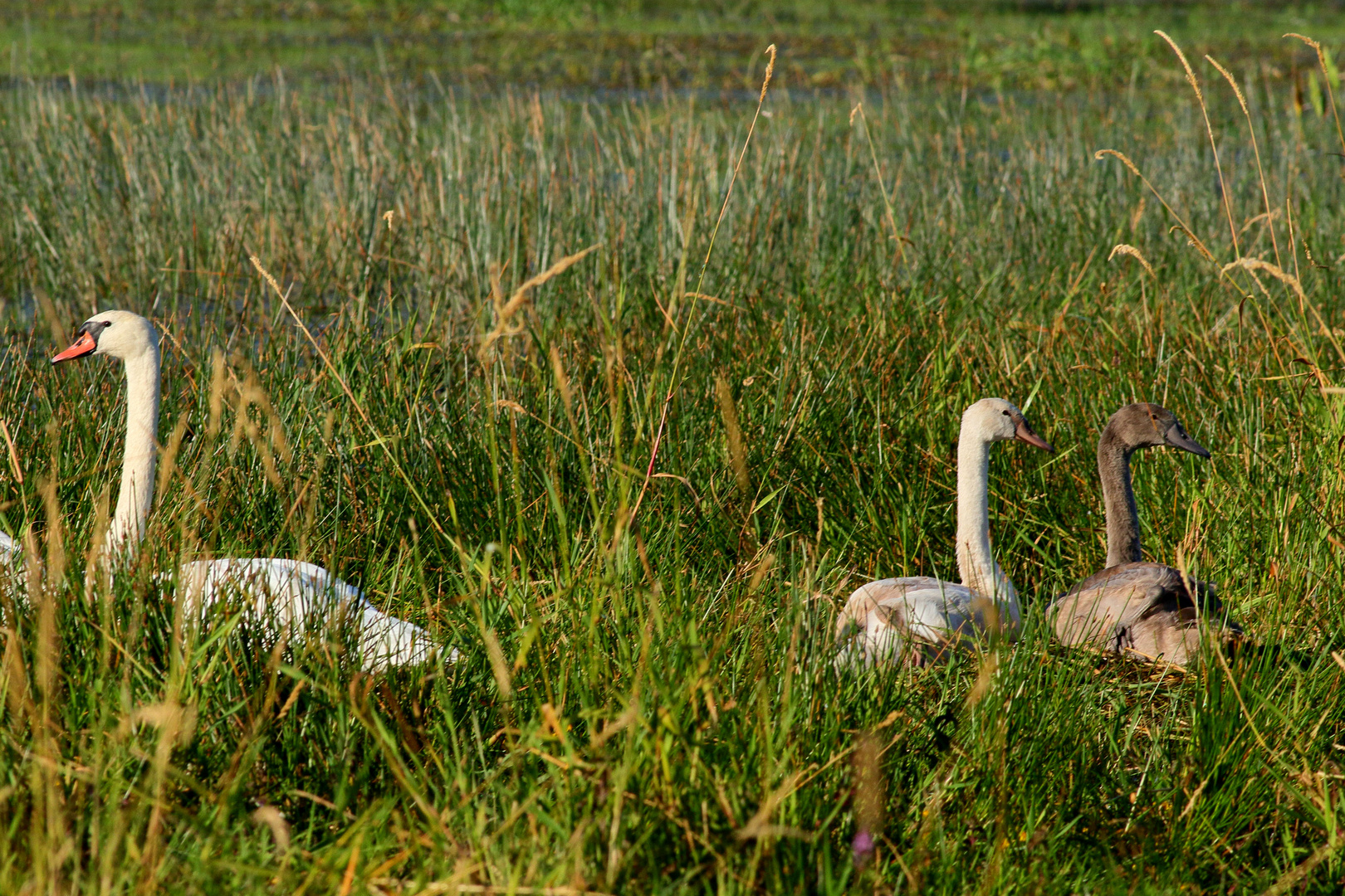 Nichée de cygnes – Etang de Rillé (37340)