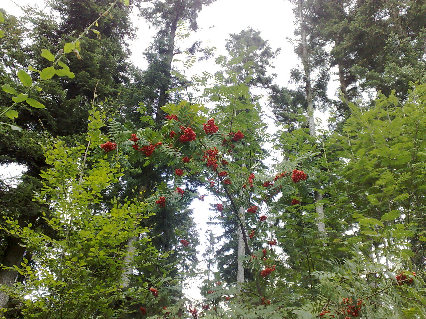 Nicht aber vom Baum in der Mitte