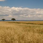 Nicht Afrika - die Weite der Extremadura/Spanien