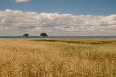 Nicht Afrika - die Weite der Extremadura/Spanien