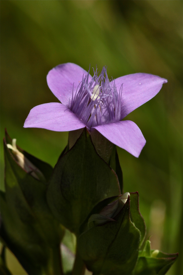 Nicht alle Enziane sind blau: hier der Feld-Enzian (Gentiana campestris)