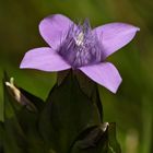 Nicht alle Enziane sind blau: hier der Feld-Enzian (Gentiana campestris)