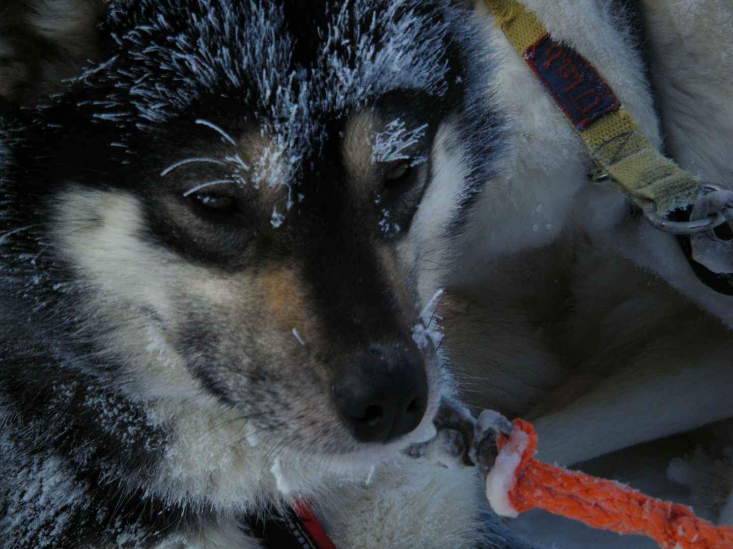 Nicht alle Huskys haben blaue Augen