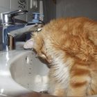 Nicht alle Katzen sind Wasserscheu