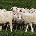 Nicht alle Schafe ...