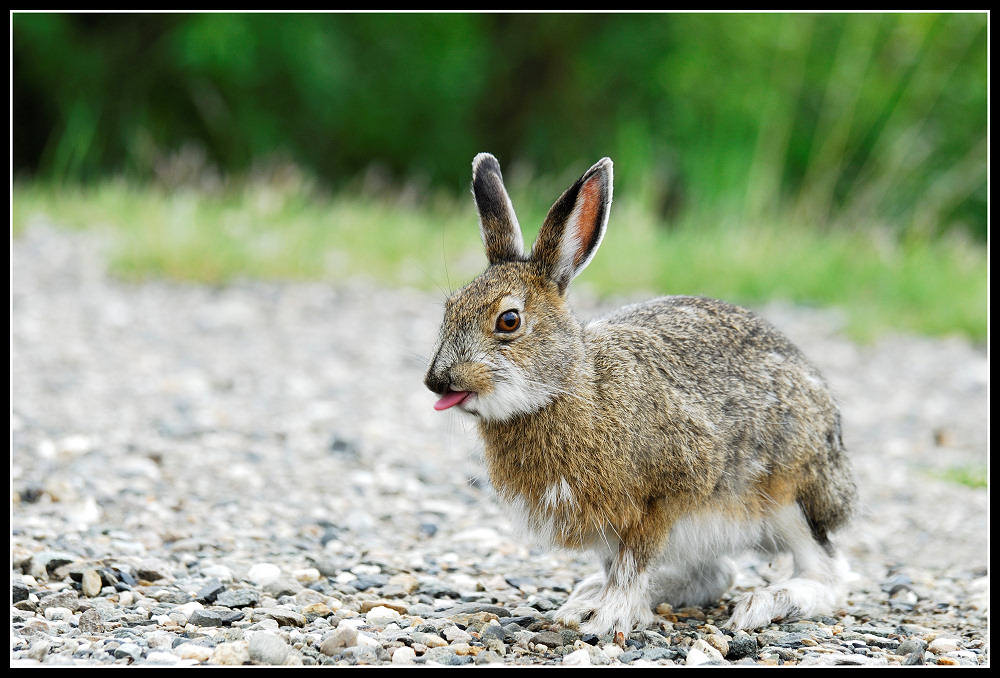 Nicht alle Tiere lieben Fotografen (Gag sieht man nur in großen Bild)