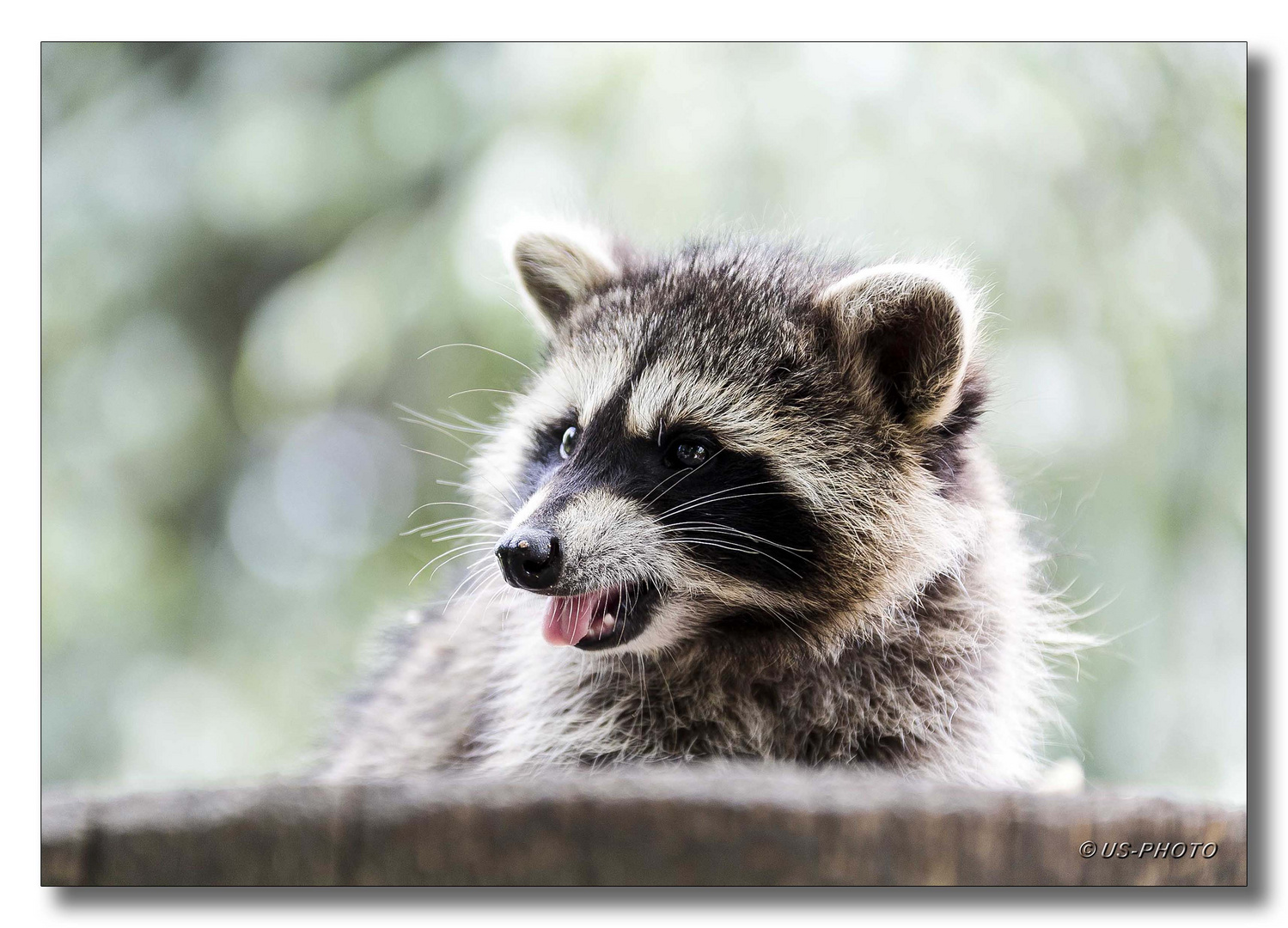 Nicht anfassen (Waschbär im Zoo BS-Stöckheim)