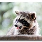 Nicht anfassen (Waschbär im Zoo BS-Stöckheim)