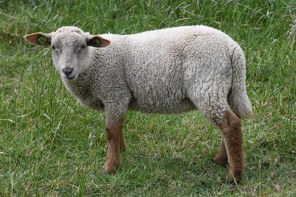 Nicht auf jedem Schafskopf wächst echte Wolle 