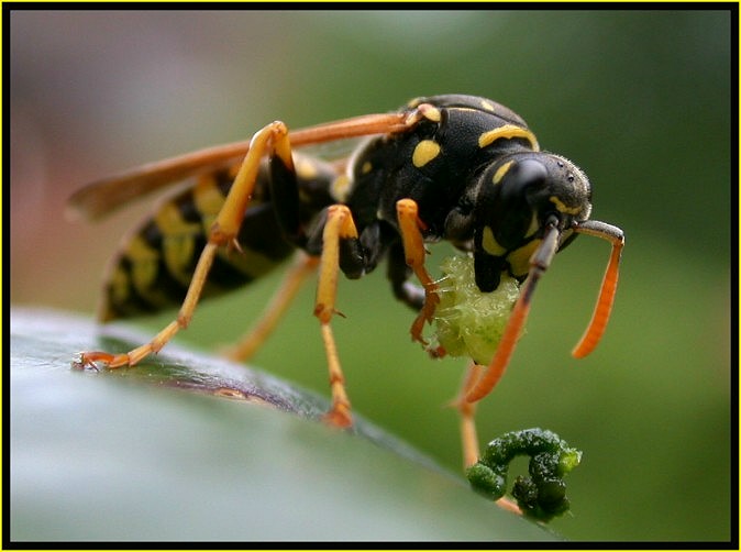 Nicht aus jeder Raupe wird ein Schmetterling...