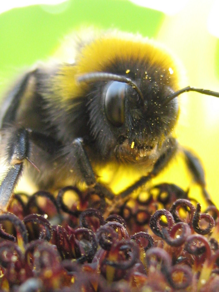 Nicht bewegen, kleine Hummel