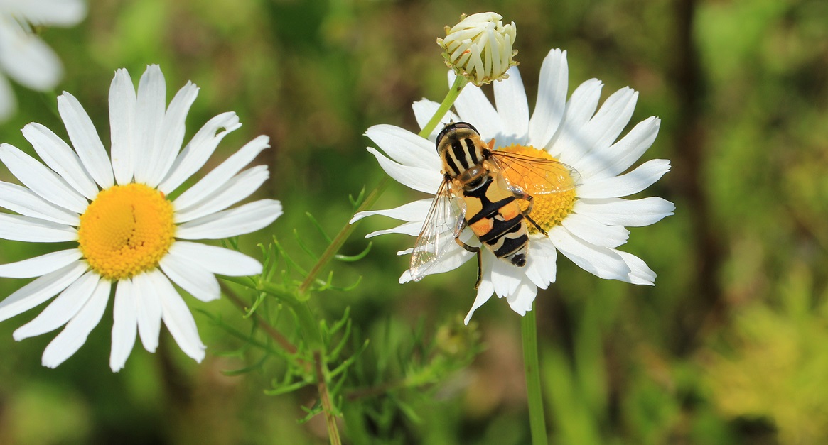 Nicht Biene Maja ! ! ! Sondern: ,,Helophilus trivittatus"