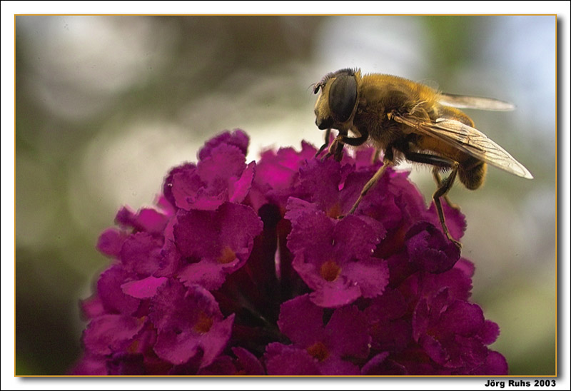 Nicht Biene sondern Mistbiene