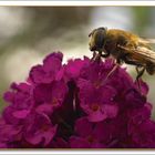 Nicht Biene sondern Mistbiene