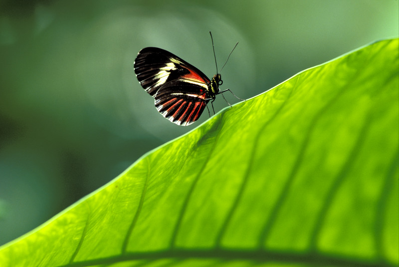 nicht bildfüllender  Schmetterling