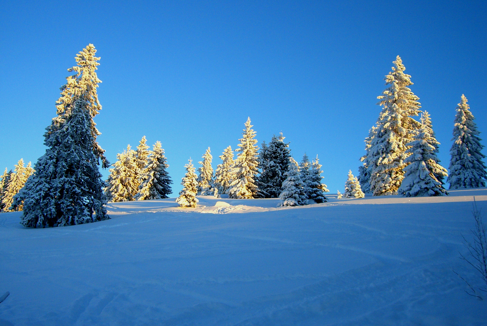 nicht black forest - white forest