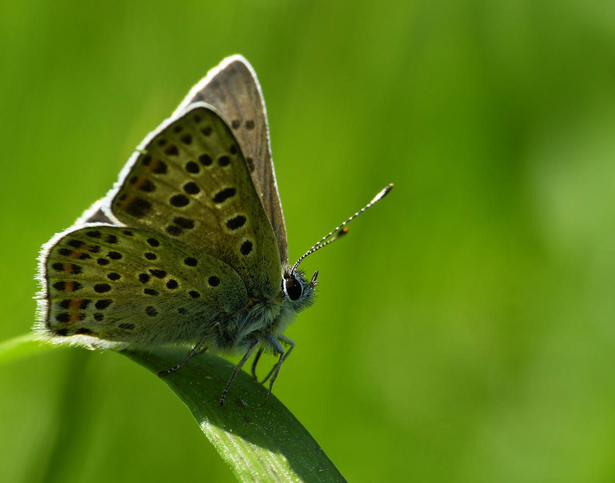 nicht blau