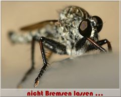 nicht Bremsen lassen