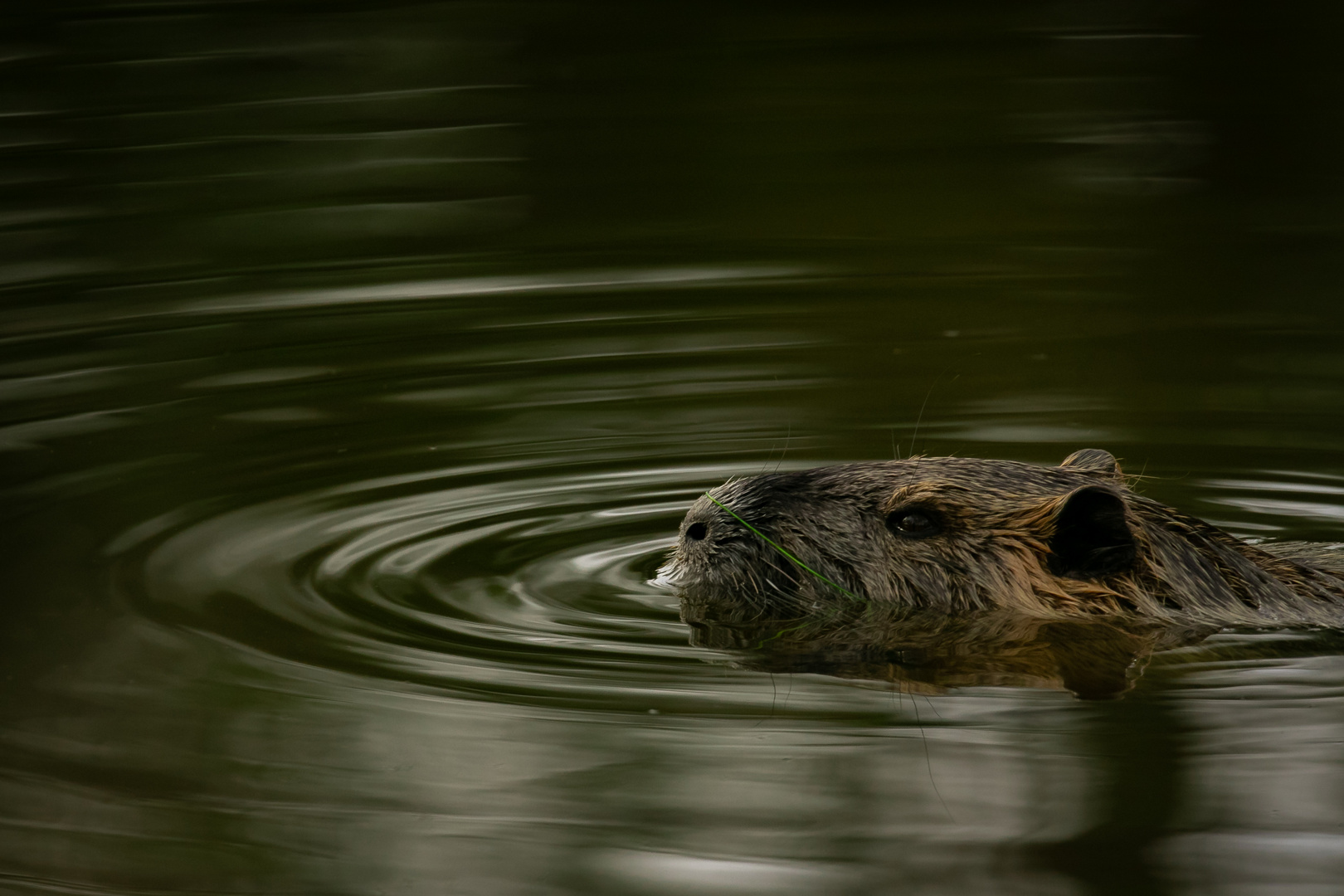 Nicht Brumm- BÄR sondern Brumm- NUTRIA