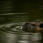 Nicht Brumm- BÄR sondern Brumm- NUTRIA