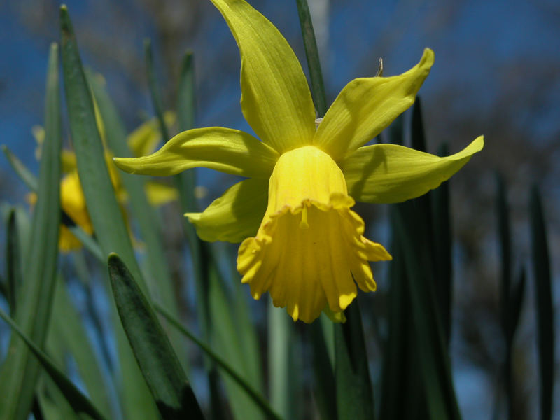 Nicht den Kopf hängen lassen, der Frühling kommt!