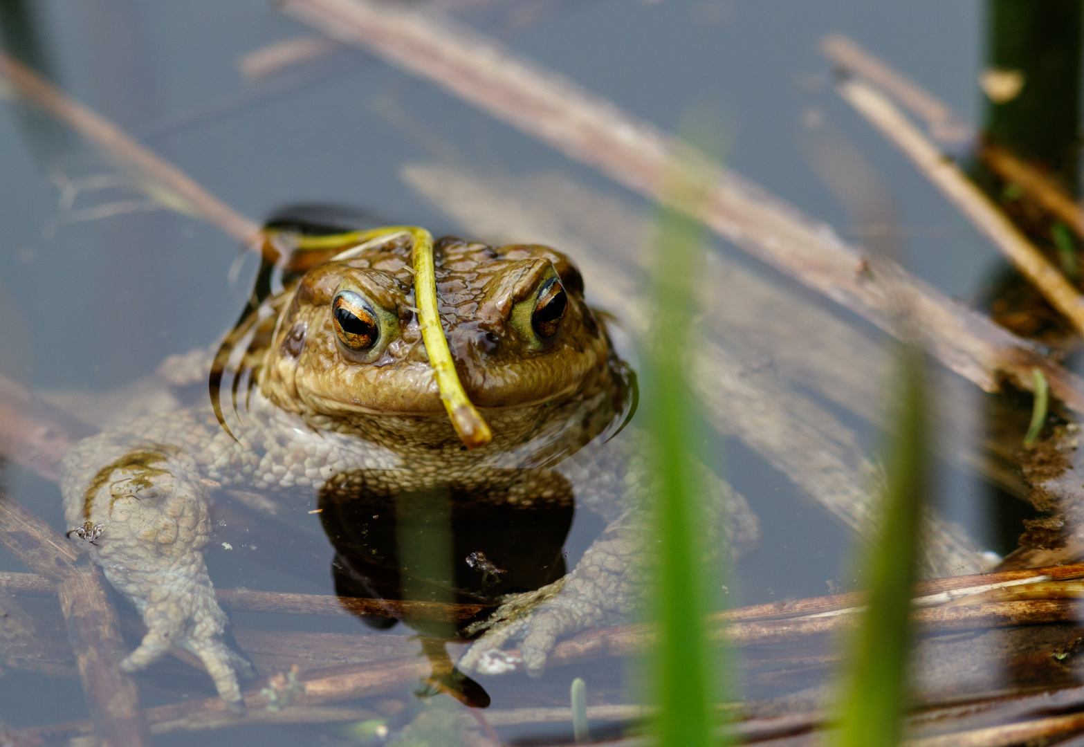 Nicht der Froschkönig, aber dennoch...