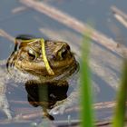 Nicht der Froschkönig, aber dennoch...