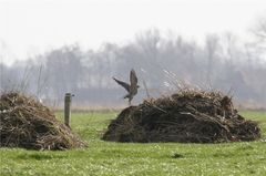 Nicht der Hahn auf dem Mist