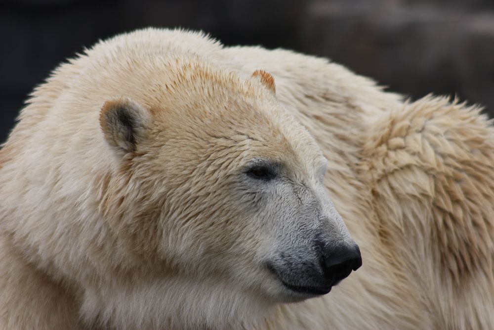 ...nicht der Knut